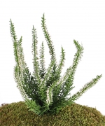 Heideplantje / Erica (Calluna) creme